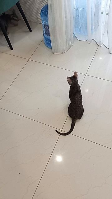 кот