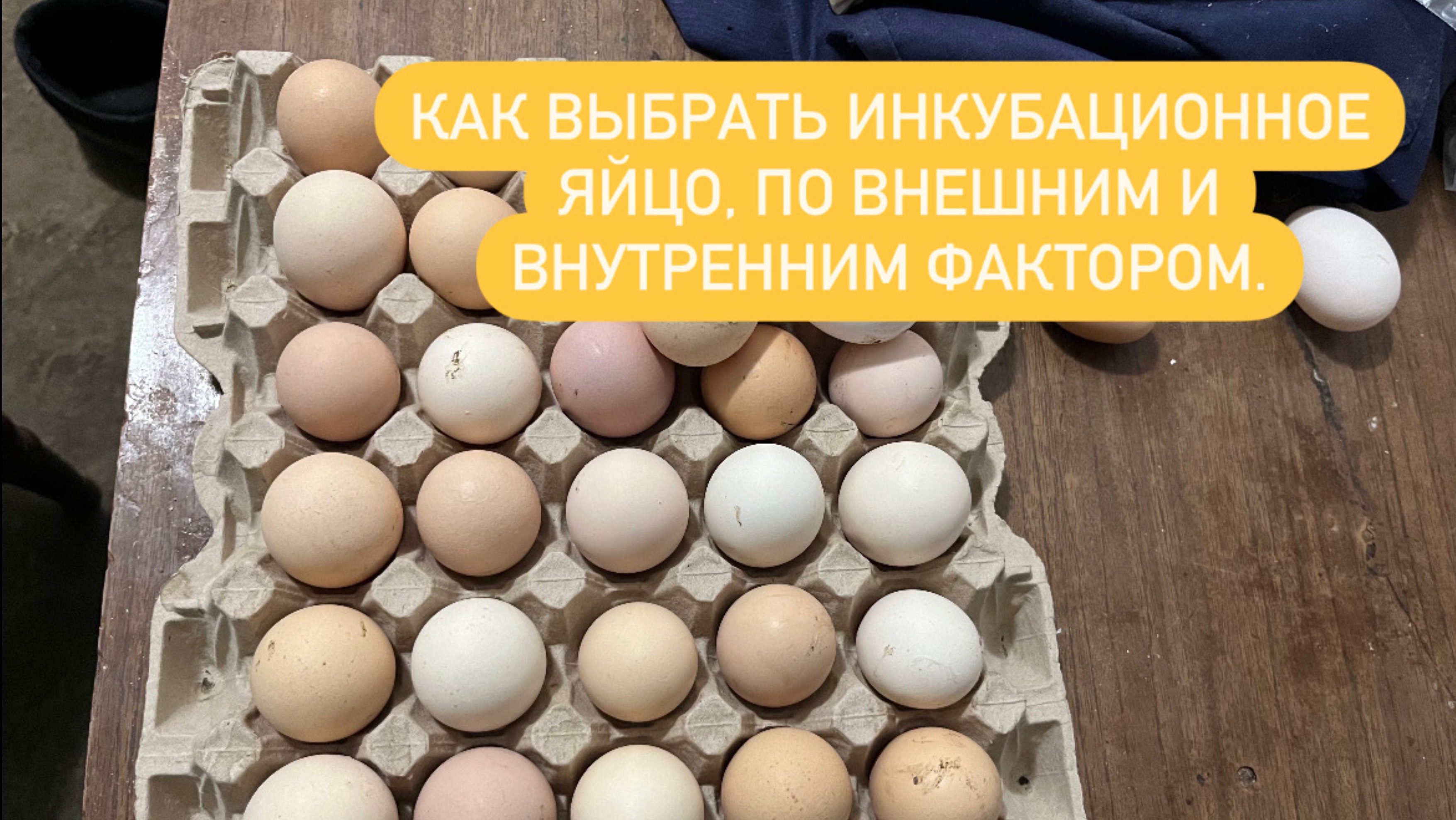 Инкубационное яйцо. КАК ВЫБРАТЬ? Несушки кормят.