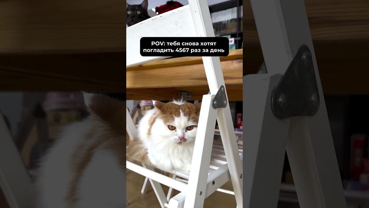 Да, было Но у нас есть и книжки, и кубики! Приходите в гости  #cat #murchim #котики #котокафе