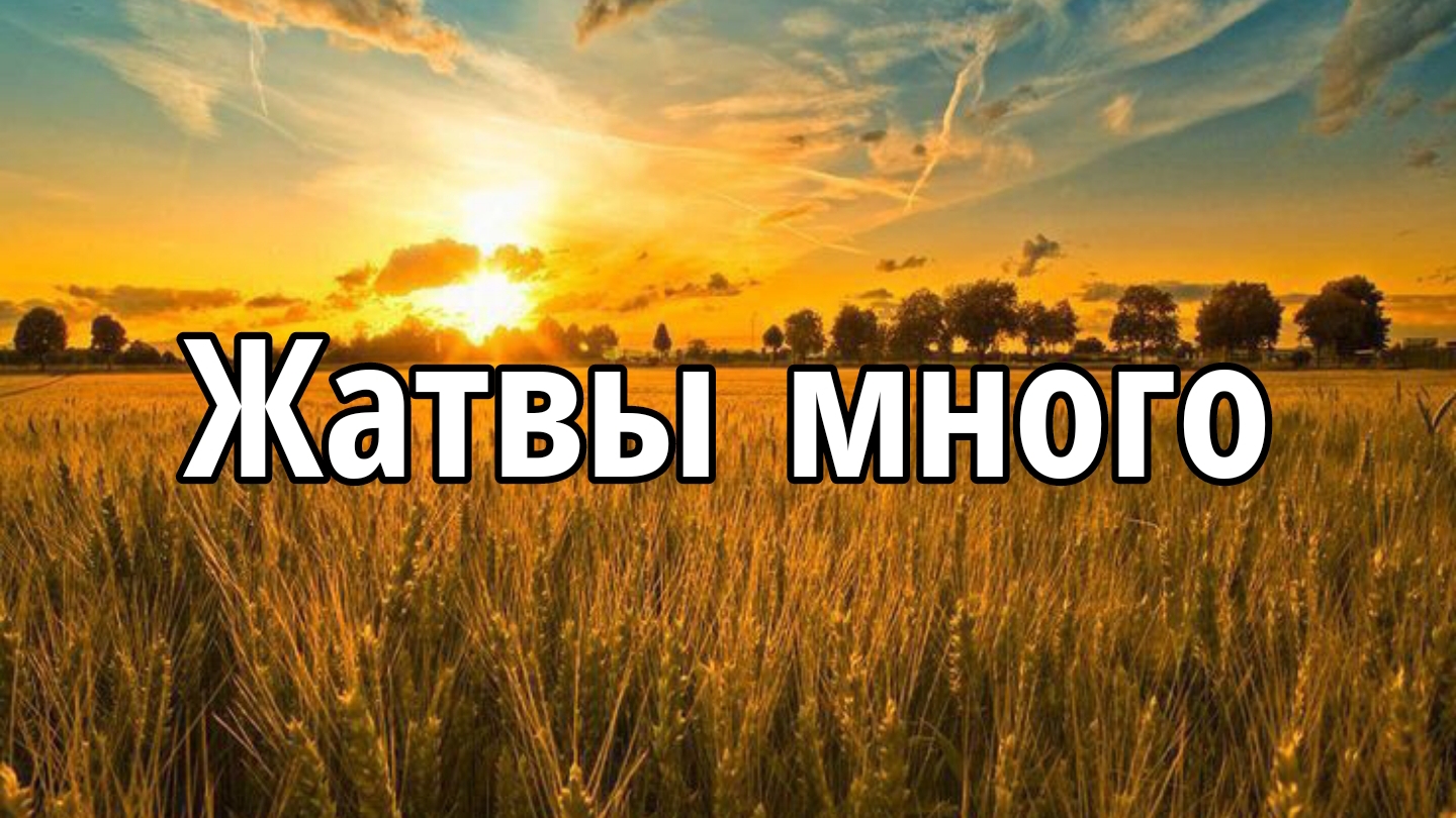 Жатвы много