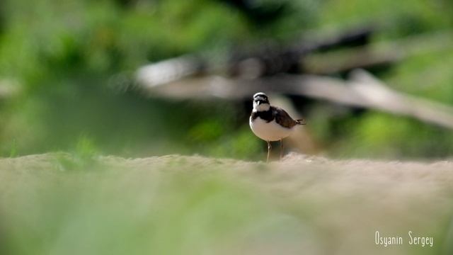 Фотоохота на птичку. Малый Зуёк. Двухнедельный летний сплав 2024