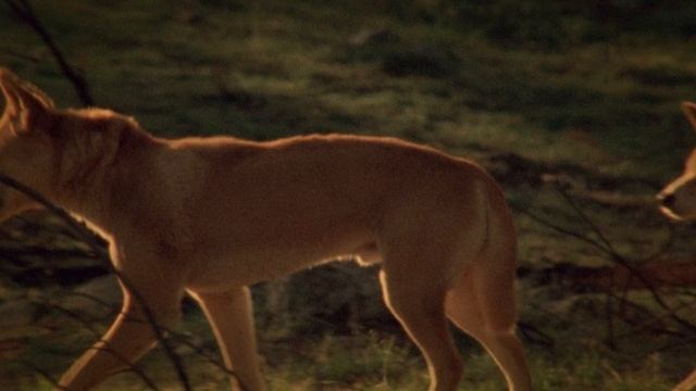 Смертельно опасные монстры Австралии. 2 серия. Необыкновенные монстры