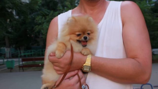 kennel Bestyle