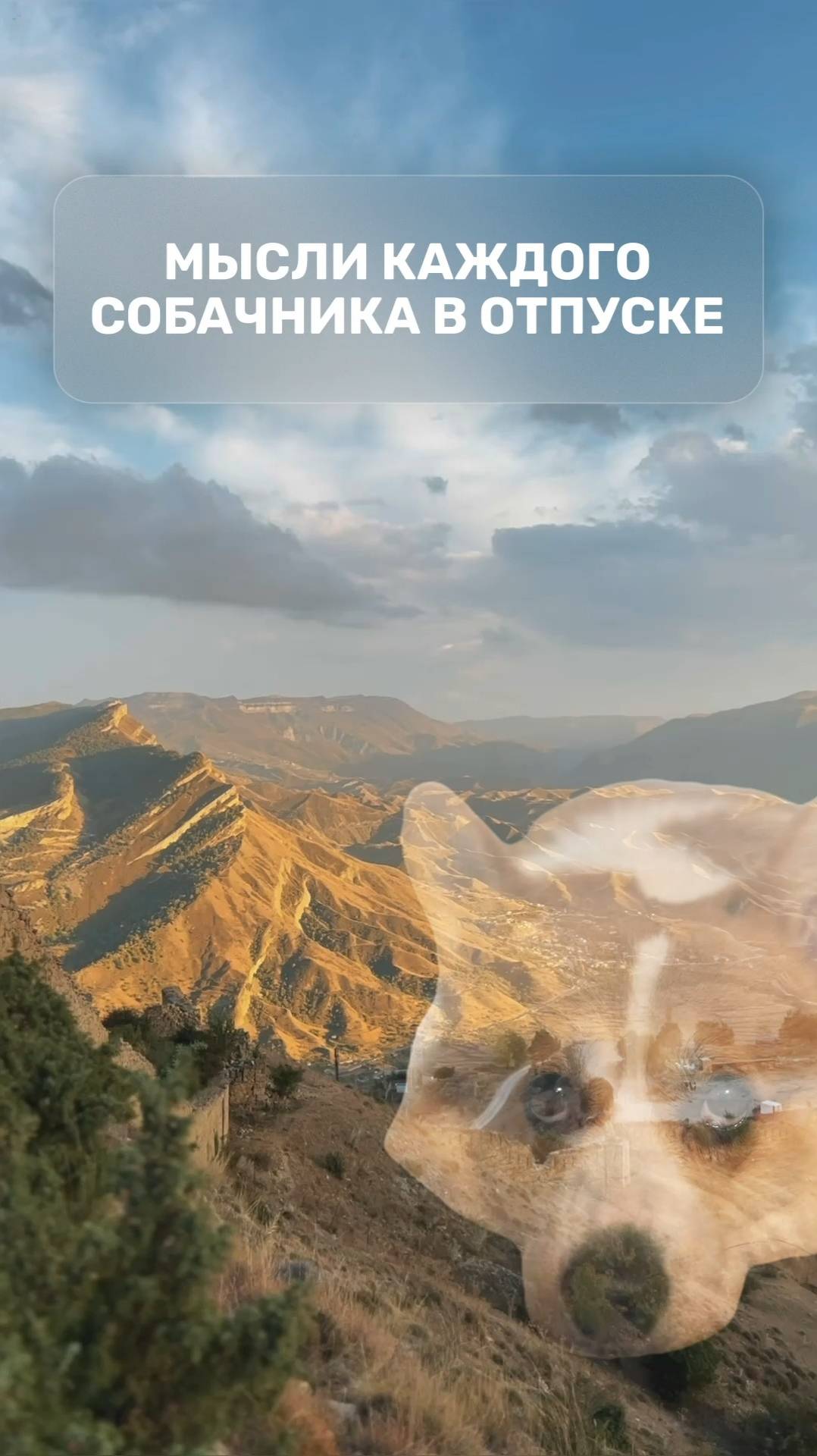 Мысли каждого собачника в отпуске