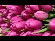 Сорт Purple Lord (Пурпур Лорд). Выгонка тюльпанов к 8 Марта на гидропонике.