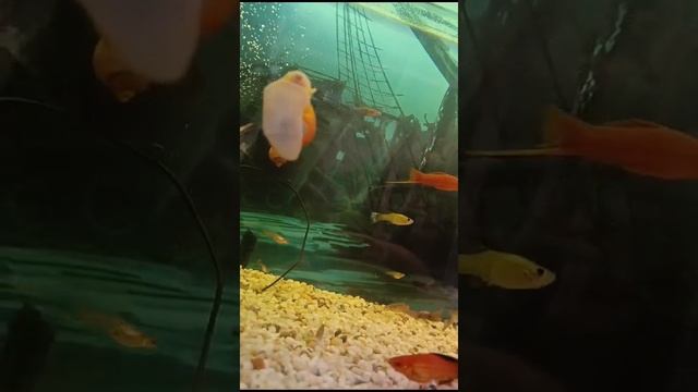 Ферма Журчащего ручья(The Red Claw)австралийского рака
