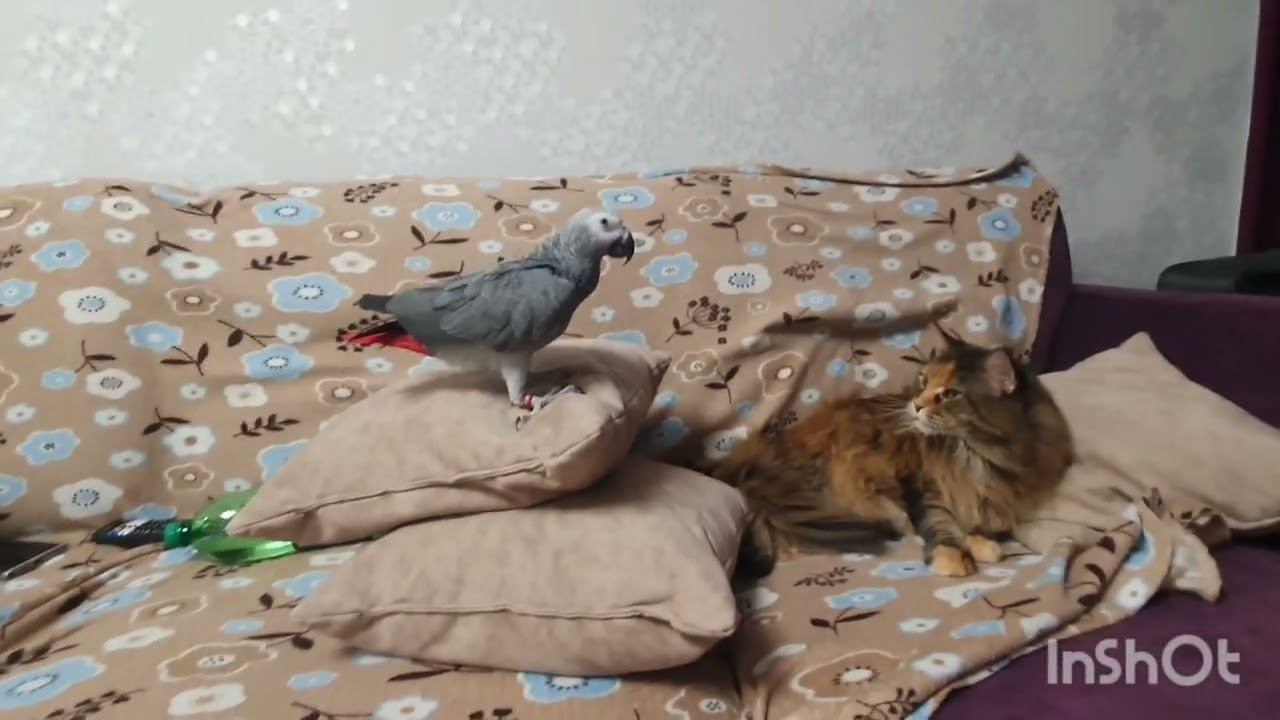 Серый Попугай Маркиз & Мейн-Кун Алекса. 20.