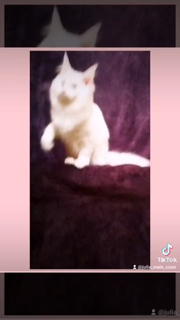 котенок мейн-кун