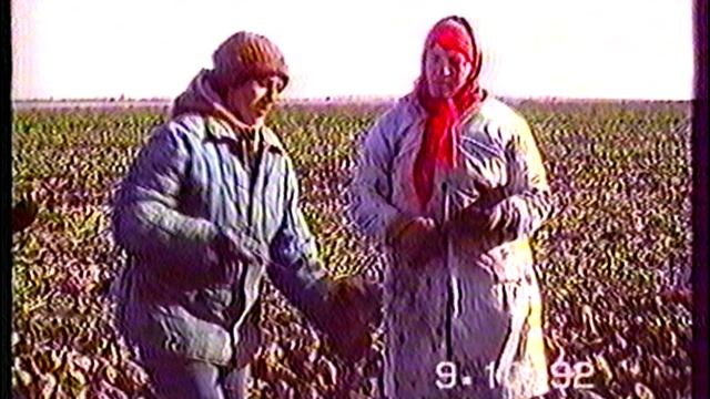 Уборка сахарной свеклы с.Котляровка 1992г