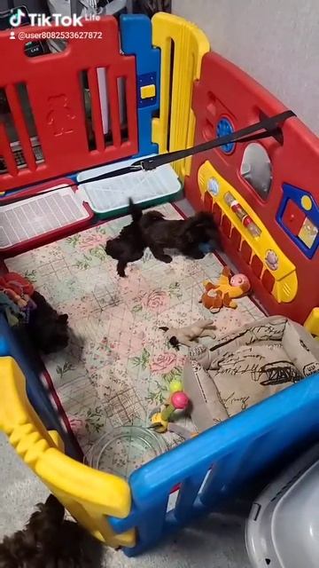 1000017011.mp4