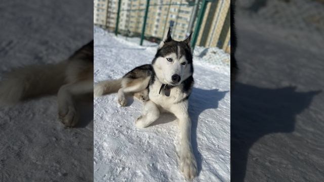Самый преданный друг!