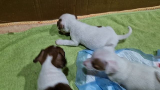 1000283379.mp4