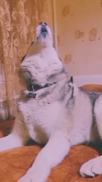 scene_output.mp4