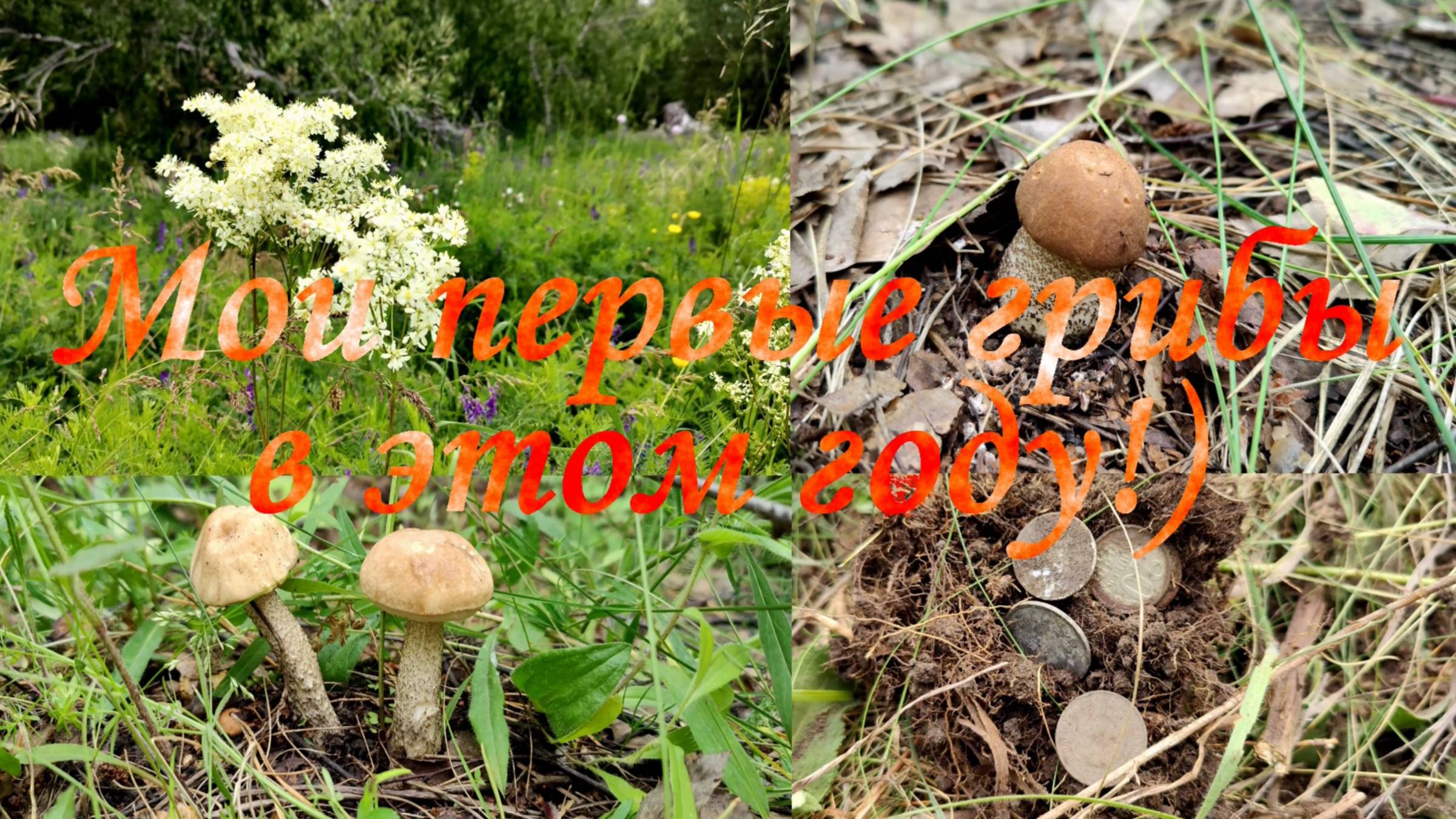 Коп с грибами!)