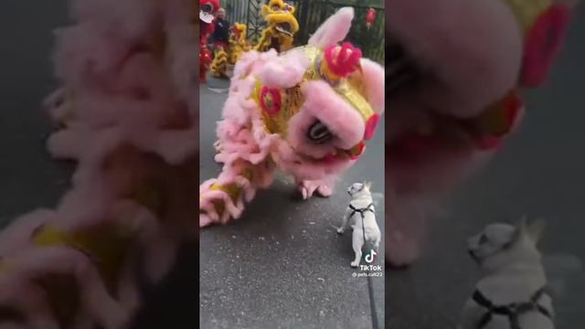 Сборник забавных и смешных видео о домашних животных – Эпизод 31