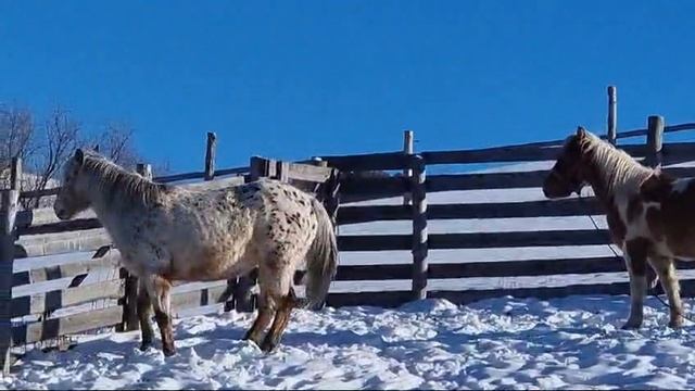 Мерин Монгольской породы
