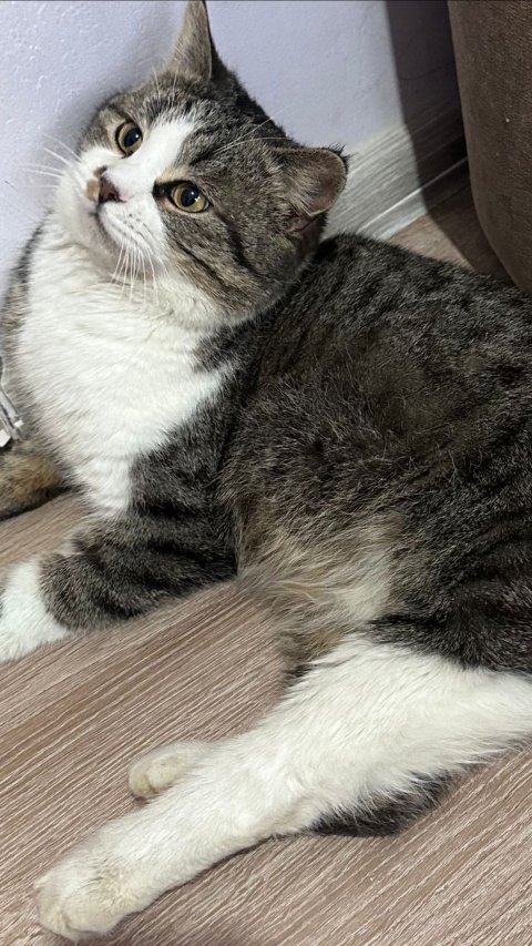 Котенок по имени «Плюш» в поисках дома ❤️🔥 Метис шотландца явный 😍