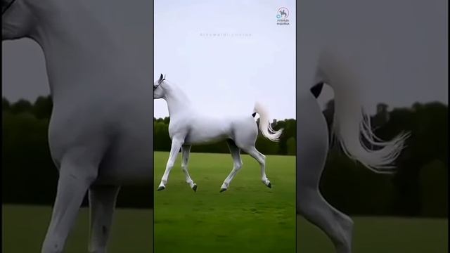 VID-20250211-WA0028