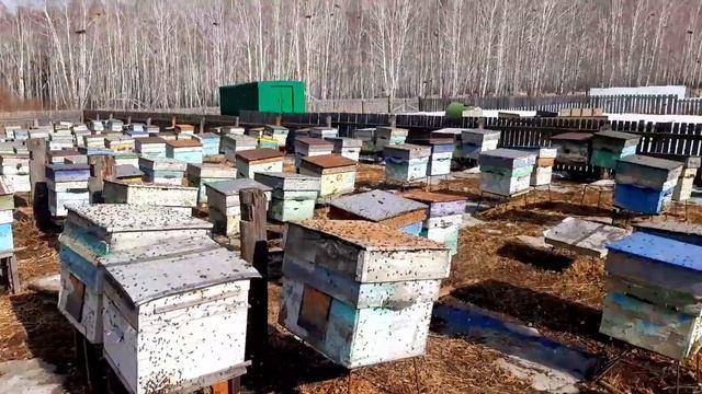 Первый Массивный облет пасеки в 2024. Сезон открыт.! Пчелы полетели. 0.3.04.24г