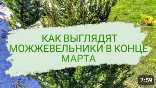 КАК ВЫГЛЯДЯТ МОЖЖЕВЕЛЬНИКИ В КОНЦЕ МАРТА. 30.03.2023г. БЕЛАРУСЬ, ГОМЕЛЬСКАЯ ОБЛАСТЬ