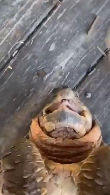 Черепаха, которая боится щекотки😋