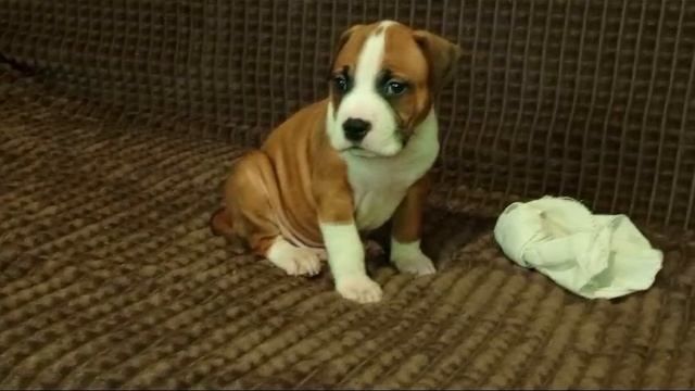 VID-20250206-WA0007
