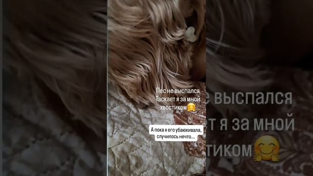 #Ронни глазки строил и без завтрака оставил😄😋 #счастливыйпес #юмор #кошечкисобачки 1000059607.mp4