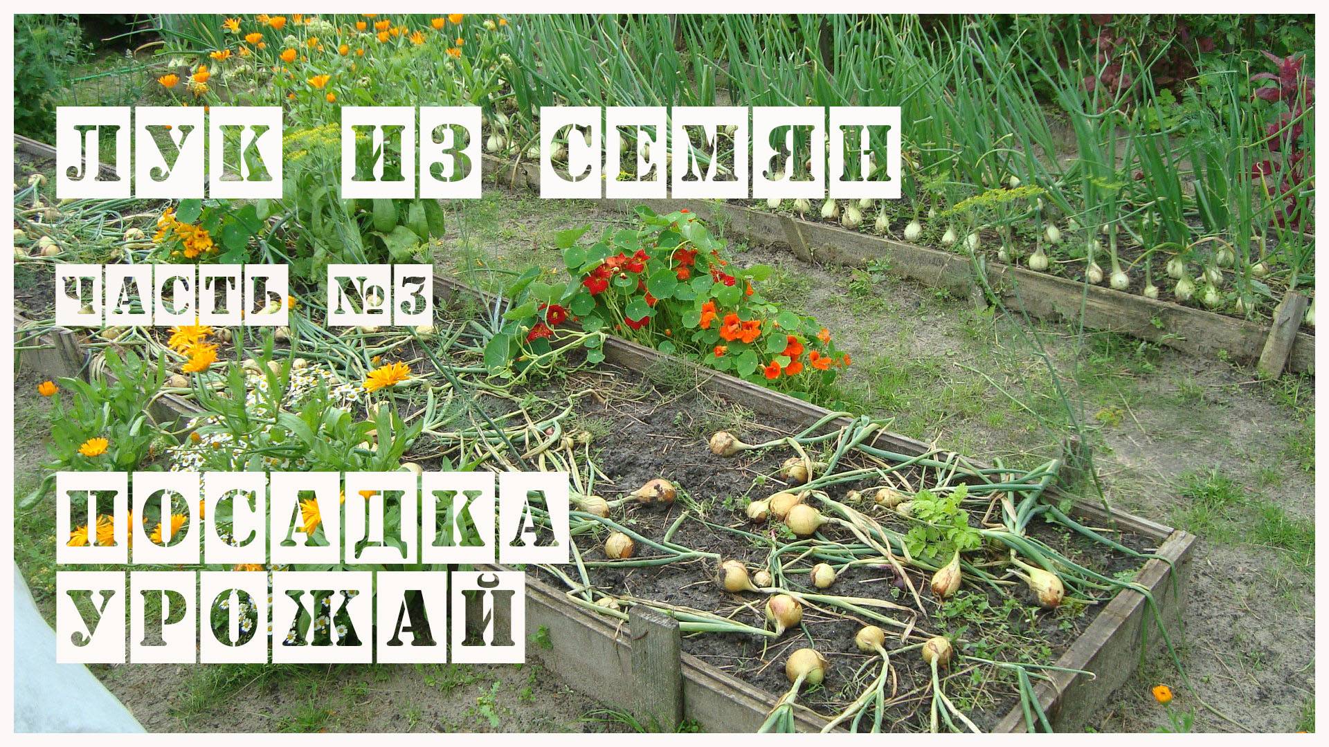 Лук из семян. Часть 3. Посадка. Урожай