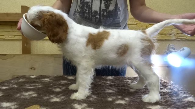 Оливия стоечка