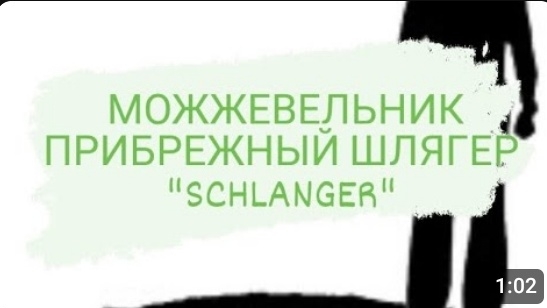 МОЖЖЕВЕЛЬНИК ПРИБРЕЖНЫЙ ШЛЯГЕР "SCHLANGER"