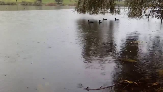 Осень дождь