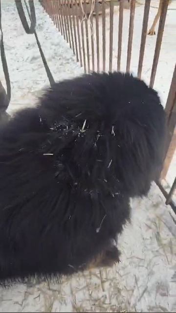 Гамбит