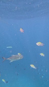 Желтопёрый каранкс