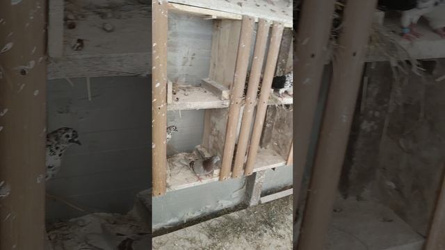 николаевские голуби