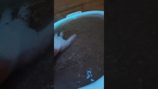 пшеница и вода