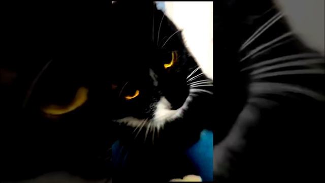 МОЙ КОТИК.