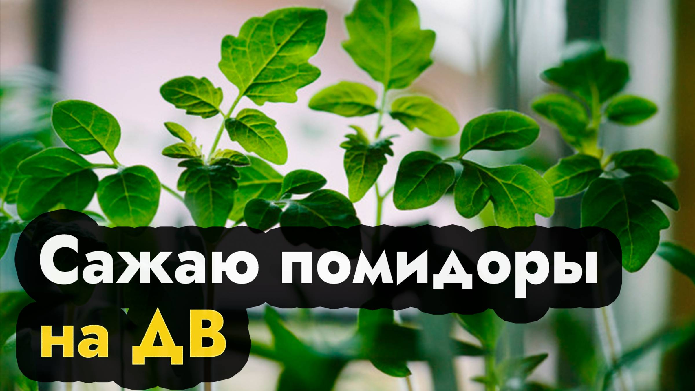 Сажу помидоры  в Сибири Урале и Дальнем Востоке - от рассады до урожая помидор