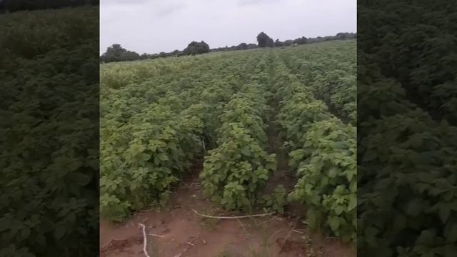 The guar or cluster bean farming