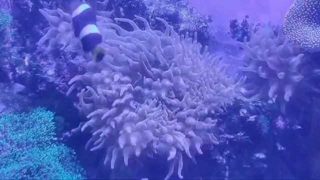 Клоун Кларка шоколадный
Amphiprion clarkii