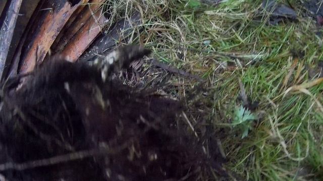 заготовка корня девясила18г