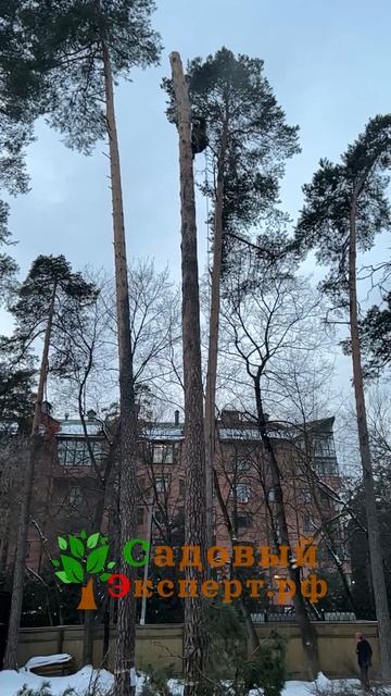 Спил ствол дерева в замедленной съёмке