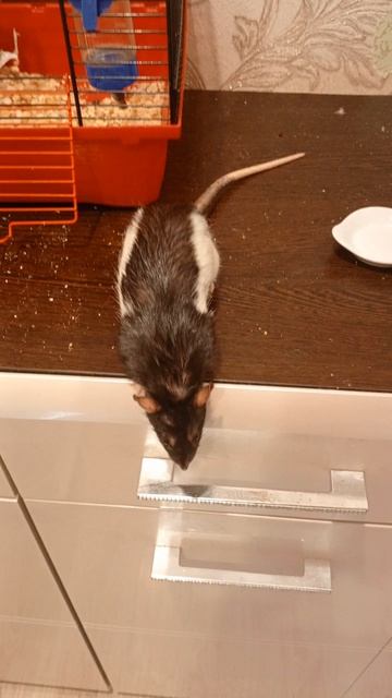 Крыса по имени Уля 3 Серия