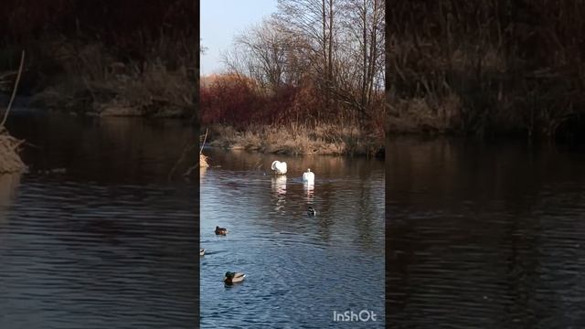 Солнечный день и лебеди.