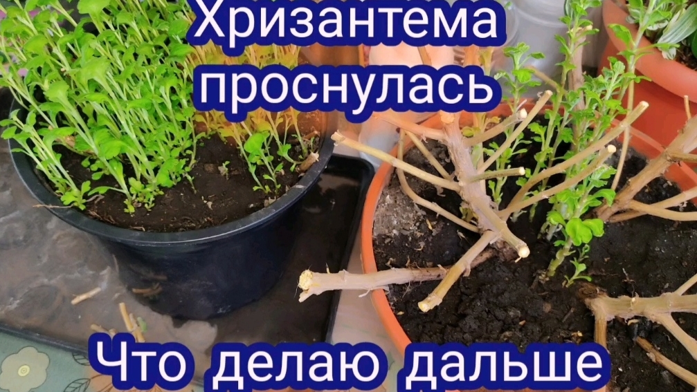 Хризантема мультифлора проснулась. Подкормки и обработки