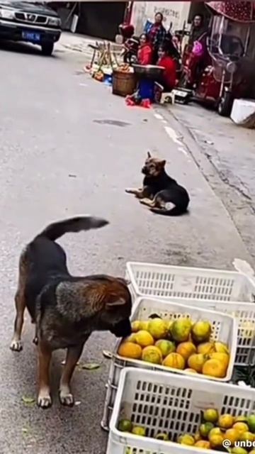 Дерзкий гоп-стоп🤣