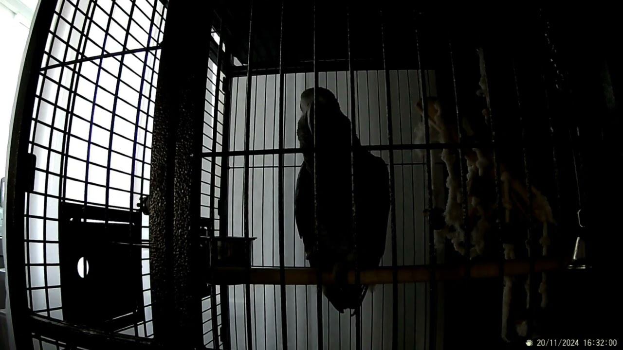 Серый Попугай Маркиз, издаёт звуки. 28