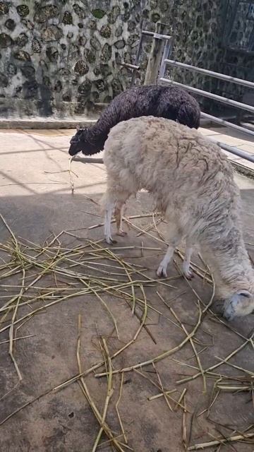 ALPACA (Vicugna Pacos)