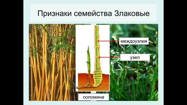 Семейство Зерновые