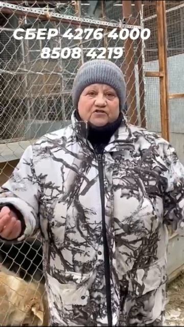 Помогите выжить питомцам "Лохматая Душа"!