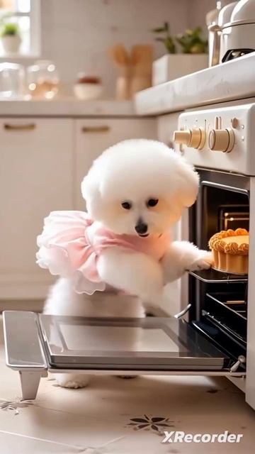 Собачка готовить принцесса🐩
